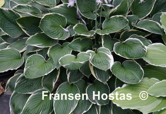 Hosta Julia